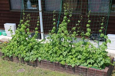 6月14日のゴーヤ 6月14日のゴーヤ