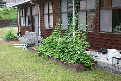 6月20日のゴーヤ 6月20日のゴーヤ