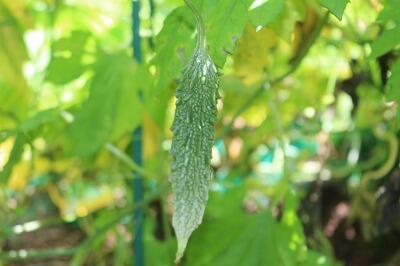 ゴーヤも5㎝に ゴーヤも5㎝に