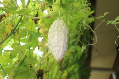 白レイシ 白レイシ