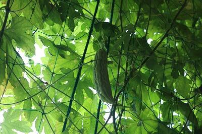 デリシャスゴーヤ デリシャスゴーヤ