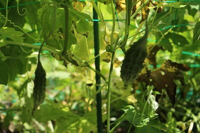 実が小ぶり 実が小ぶり