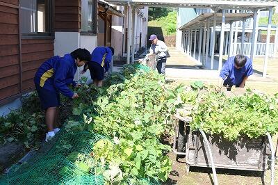 芋の葉っぱが繁っています 芋の葉っぱが繁っています