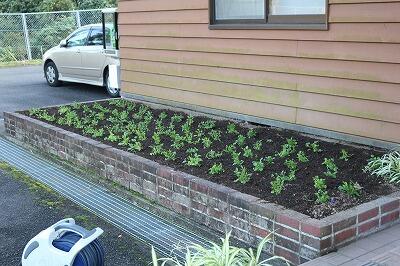 よく咲くスミレ よく咲くスミレ