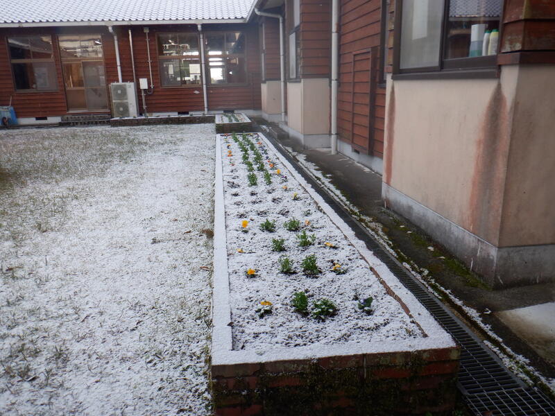 雪景色　中庭花壇１