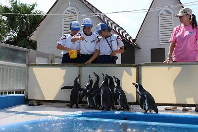 ペンギンへのえさやり