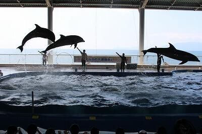 イルカのショーにみんなびっくり