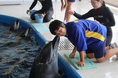イルカにタッチ
