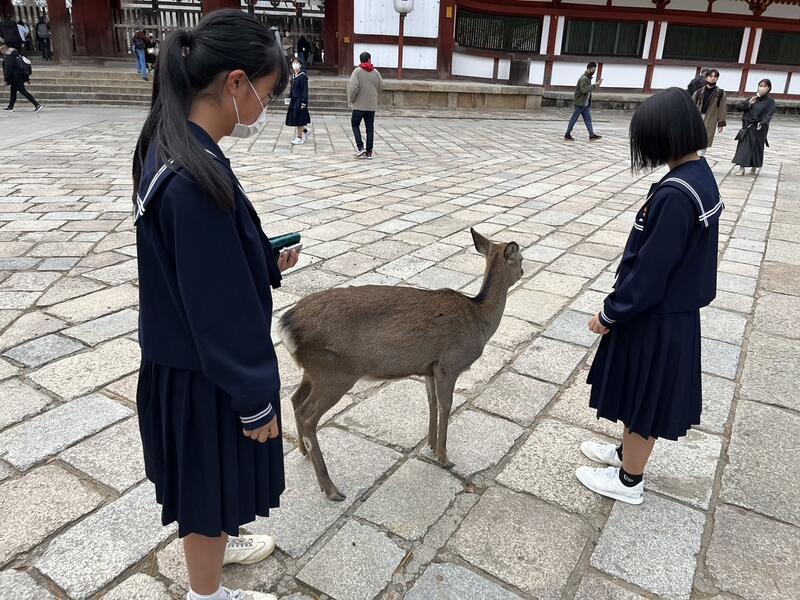 奈良公園の鹿