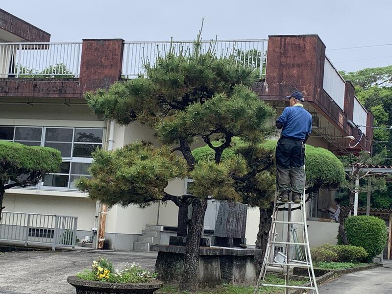 松の木の剪定