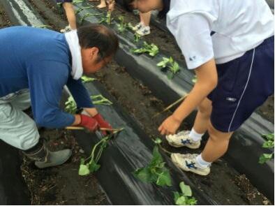 サツマイモの植え付け
