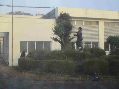 １　樹木剪定作業