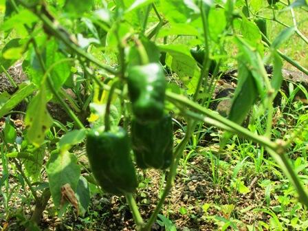 農園のピーマン