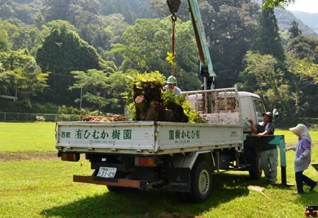 木をトラックに積んでいます