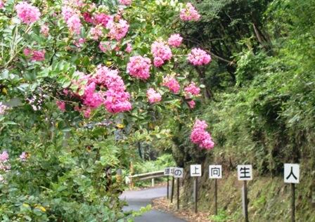 さるすべりの花
