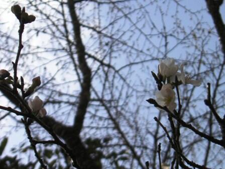 桜開花