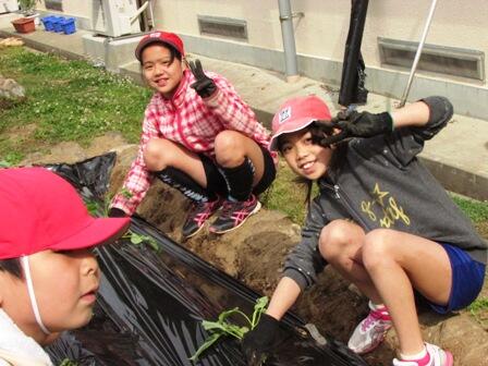 サツマイモ植え