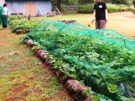 さつまいもにネットをかぶせています。