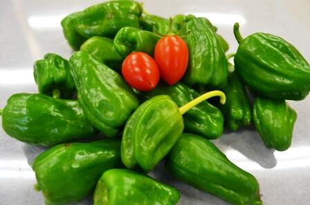 ピーマンとトマト