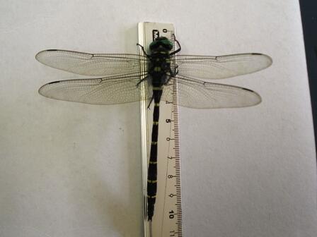 体長は約10センチ