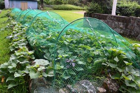 夏休みもあと一週間２