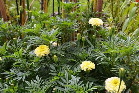 夏休みもあと一週間３