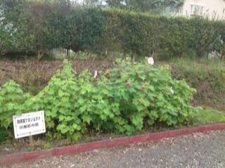 今朝の酔芙蓉（９月１２日）