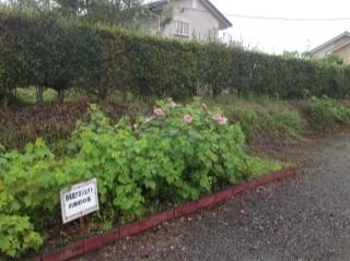 今朝の酔芙蓉（９月１３日）