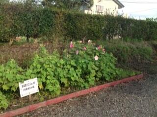 今朝の酔芙蓉（９月１４日）