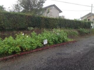今朝の酔芙蓉（９月１５日）