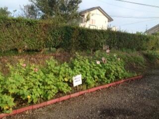 今朝の酔芙蓉（９月１６日）