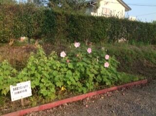 今朝の酔芙蓉（９月１７日）
