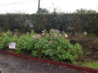 今朝の酔芙蓉（９月１９日）