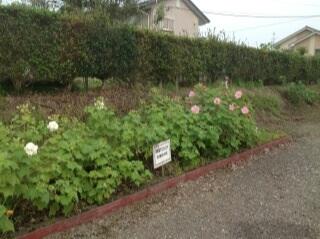 今朝の酔芙蓉（９月１８日）