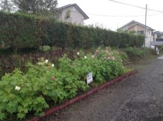 今朝の酔芙蓉（９月２０日）