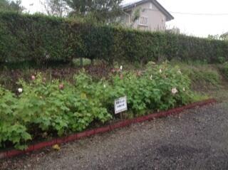 今朝の酔芙蓉（９月２２日）