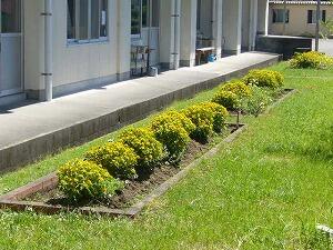 生き生きとした花壇の花々