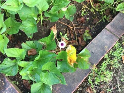 サツマイモの花