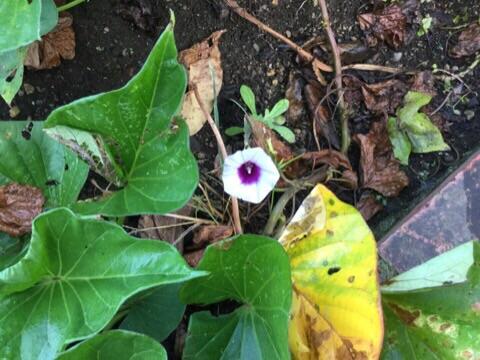 サツマイモの花