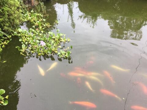 池の鯉