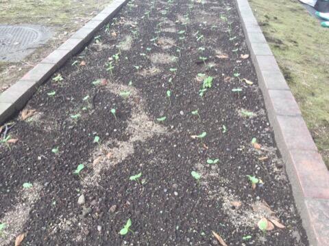 ４０日ひまわり