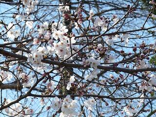 ３月２６日の桜