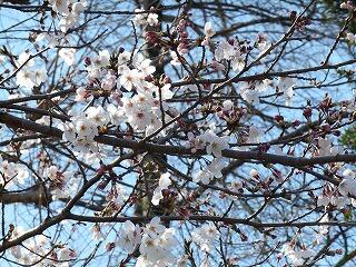 ３月２６日の桜