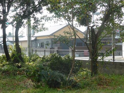 道路側の木木もバッサリと！