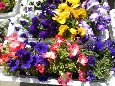 お花がとてもきれいです。