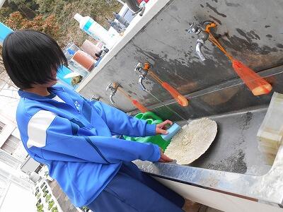 珊瑚を洗っています。