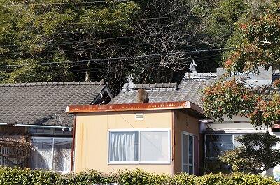 猿もいました。