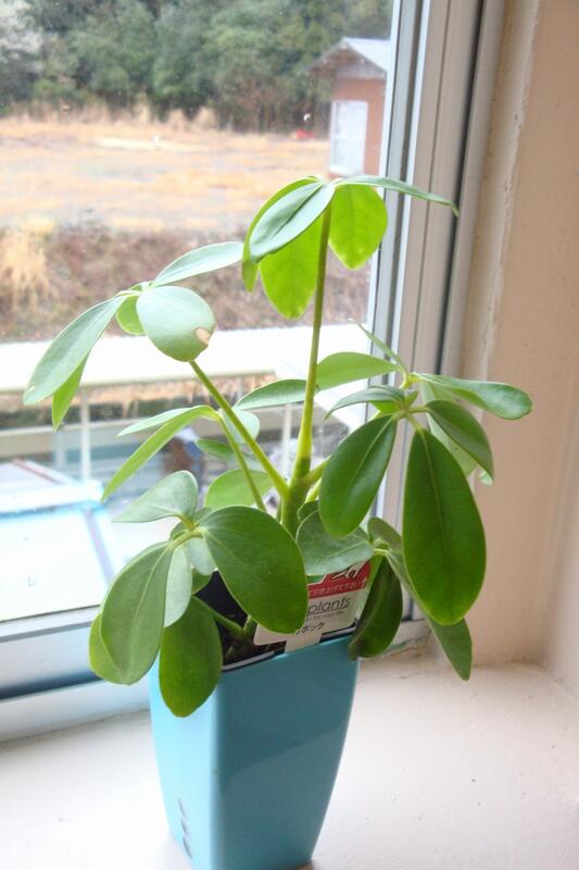 観葉植物です。 観葉植物です。