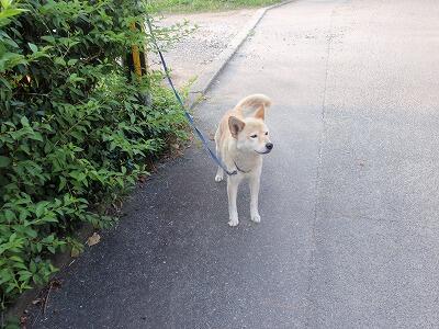 ワンちゃんも・・・。