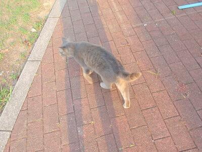 にやんこも・・・。